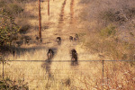 Baboon 1