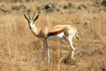 Another Springbok