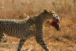 Cheetah with Lunch
