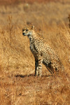Cheetah