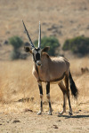 Gemsbok