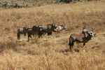 Herd of Gemsbok