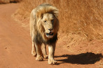 Lion Three
