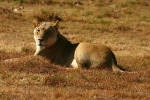 Lioness in Grass