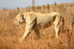 Lioness