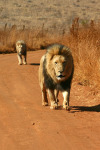 Lions in Road