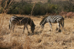 More Zebras