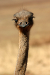 Ostrich Head