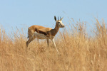 Springbok