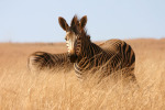 Two Zebras