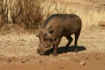 Warthog Two