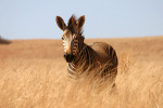 Zebra One