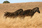Zebras