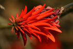 Red Blossom From Tree