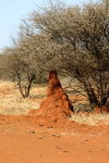 Termite Mound