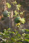 Weaver Bird and Nest