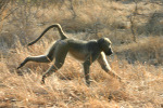 Baboon 1