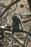 Baby Monkey