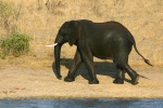 Elephant After Bath