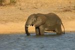 Elephant Going For a Bath