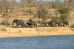 Elephant Parade
