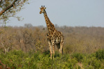 Giraffe 3