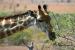 Giraffe Nibbling 2