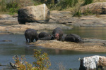 More Hippos