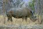 Rhino 10