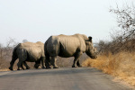 Rhinos Crossing Road