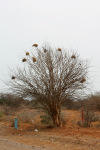Tree with Weaver Nests
