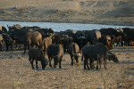 Water Buffalo 2