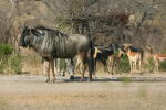 Wildebeest and Friends