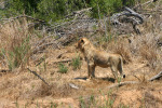 Young Male Lion 2
