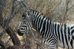 Zebra Close Up