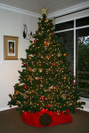Joburg Christmas Tree