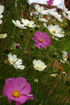 Cosmos Flower