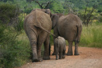Elephant Family