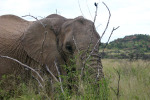 Elephant's Eye