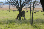 Giraffe Eating Grass