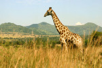 Giraffe in Front of Mountain