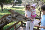 Giraffe's Have Long Tongues