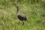 Guinea Fowl