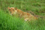 Lady Lion in the Grass