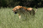 Lioness on Prowl in Grass