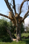 Lions in Tree