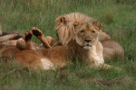 Load of Lazy Lions