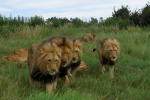Many Kings