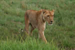 On the Prowl