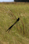 Red Collared Widow Bird